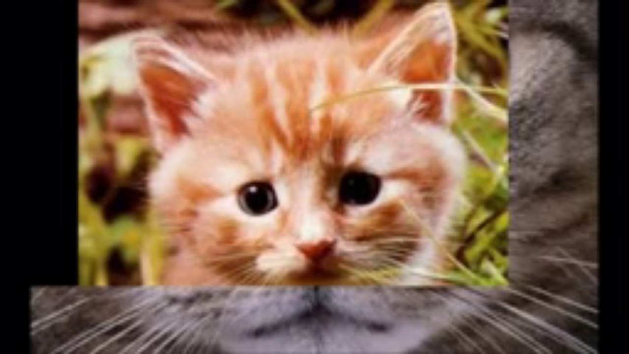 Adorable Kitties