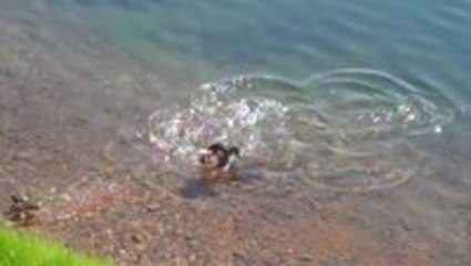 Pike eats baby duck