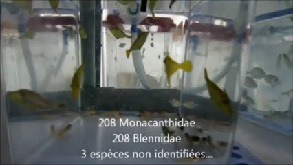 PCC (Post-larvae Capture and Culture) in Guadeloupe