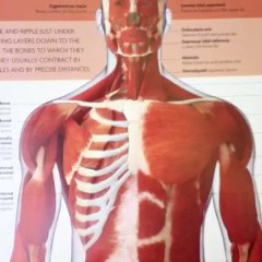 The Muscular system of the human body..Truly an awesome specimen.