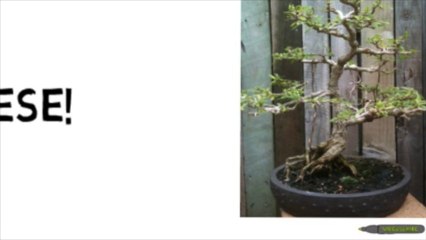 Learning to Bonsai 1