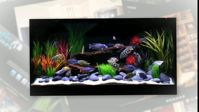 Fresh Water Aquariums