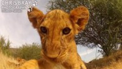 Lion Cub Plays With GoPro Camera