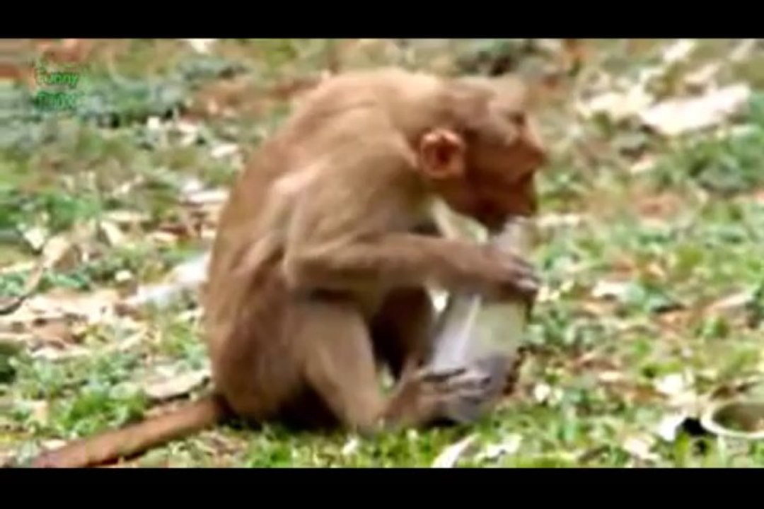 Ultimate Funny Monkey Videos Compilation 2014 [NEW HD] - YouTube_x264