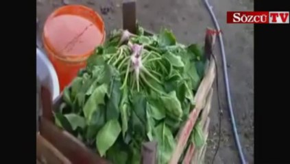Kuraklık bu çiftçileri sevindirdi