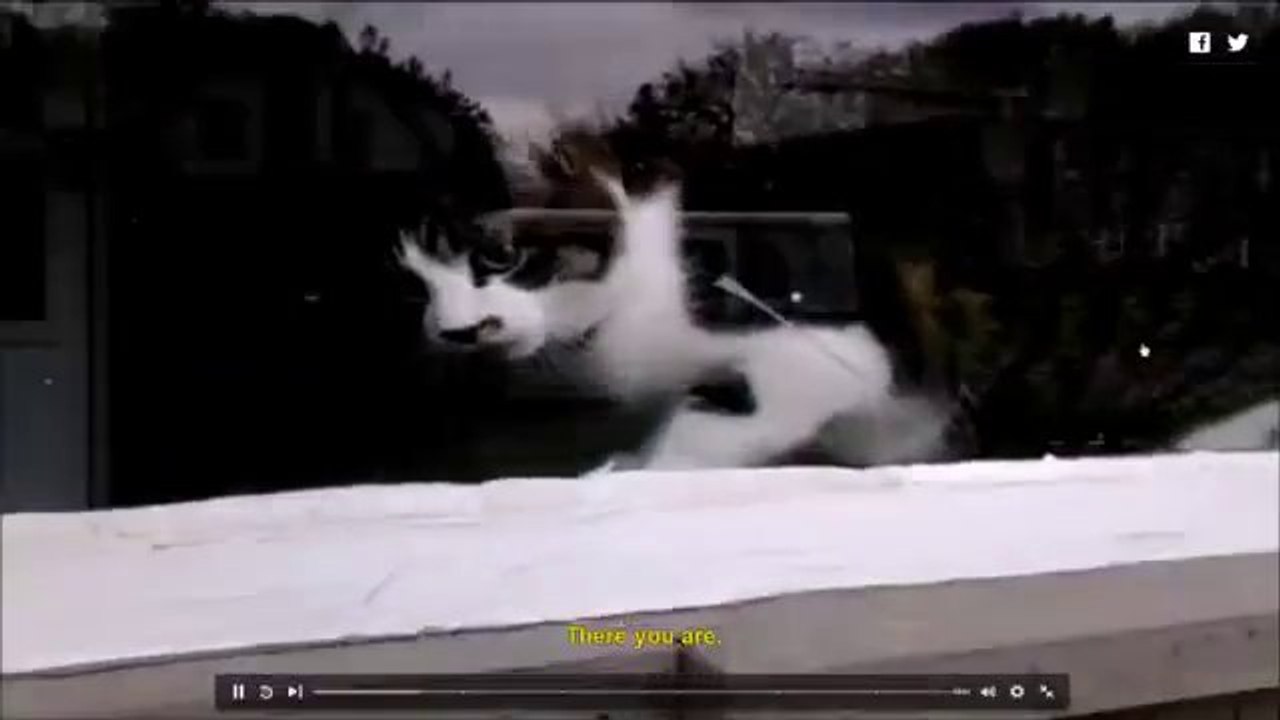 Cat vs Delivery man... Crazy fight!