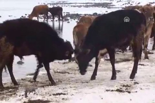 Su altındaki otlarla hayvanlarını besliyorlar