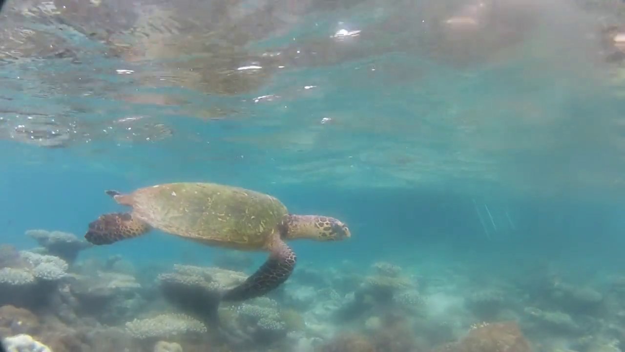 Maldives Maafushivaru 2013 HD