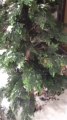 Permaleaf UV Outdoor Cedar Trees