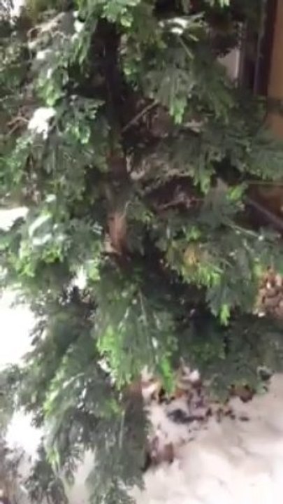 Permaleaf UV Outdoor Cedar Trees