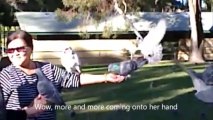Wild Parrots and Birds Feeding Off Human Hands, Neil Hawkins Park - Western Australia Holidays