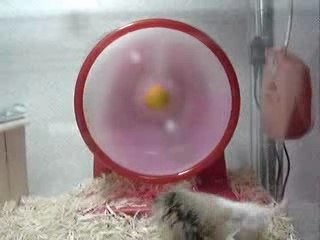 animaux hamster roue