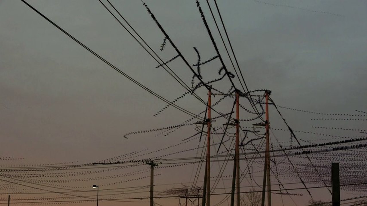 Le déplacement des oiseaux