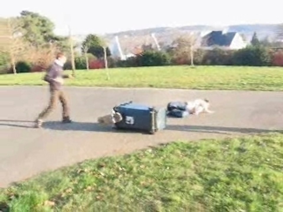 Jackass