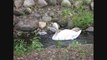 NY Swan Protection Bill - New York State DEC Plan To Reduce Population