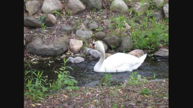 NY Swan Protection Bill - New York State DEC Plan To Reduce Population