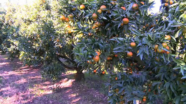 Produisons autrement : La clémentine de Corse