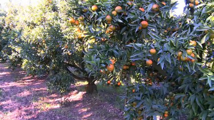 Produisons autrement : La clémentine de Corse