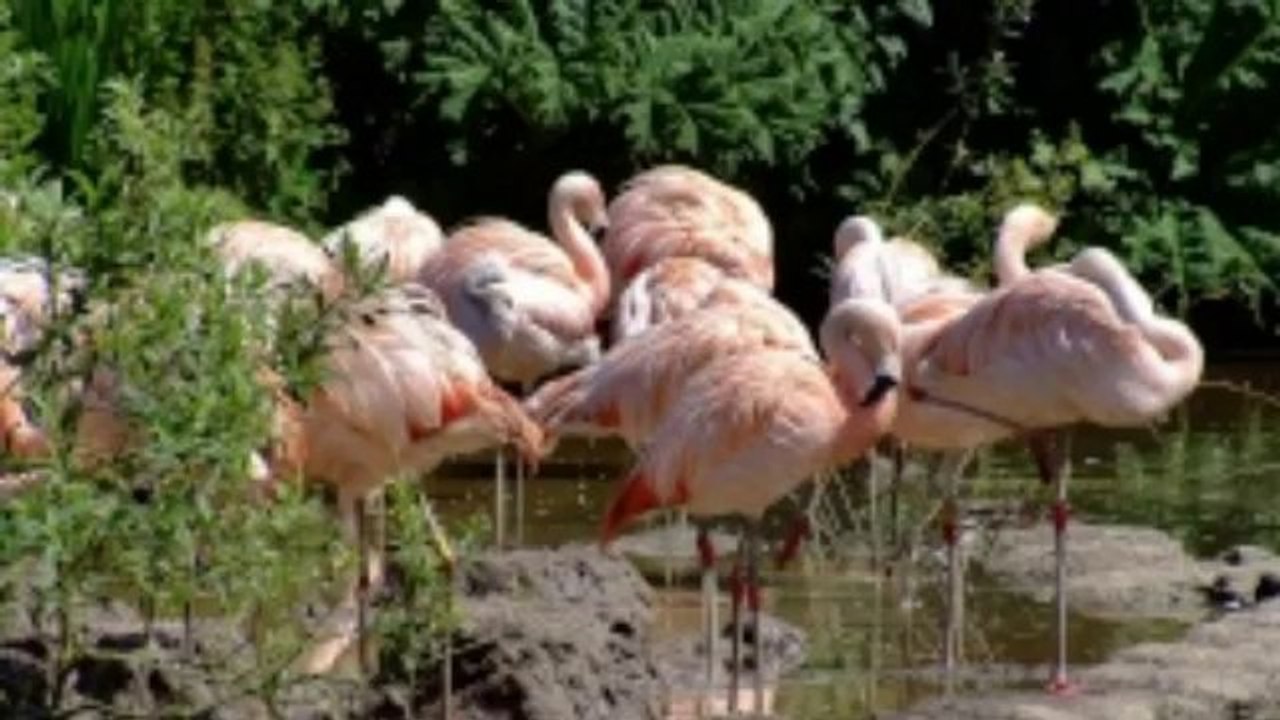 Martin Mere Wildfowl and Wetlands Trust St Annes