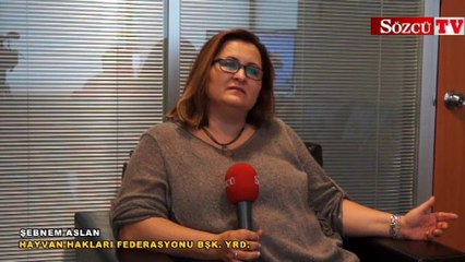 İstanbul'da at katliamı