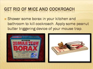 Residential pest control West Columbia