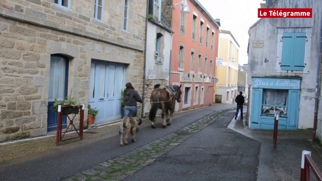 Douarnenez. Le cheval municipal a fait un tour en ville cet après-midi