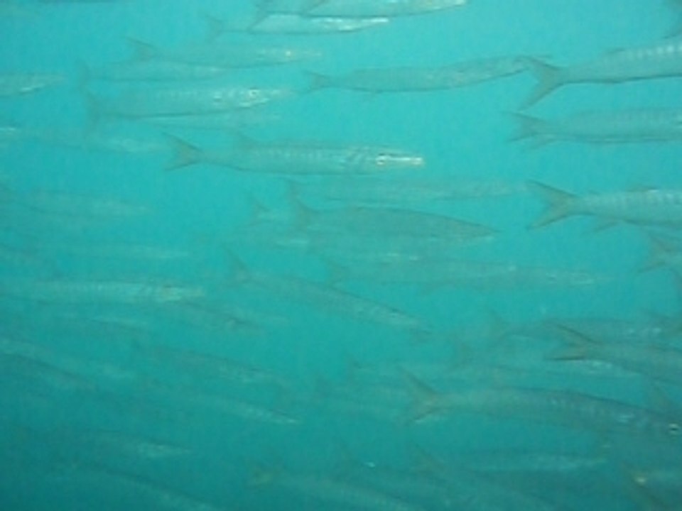 Barracuda