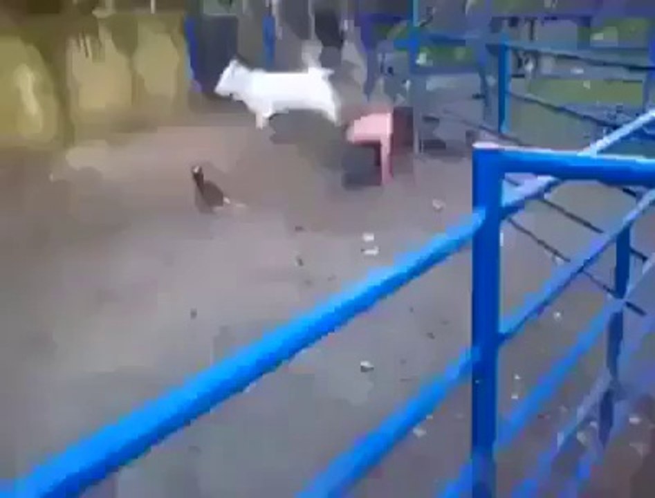 bull fight