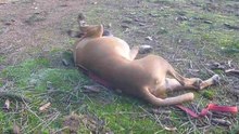 rolling dog