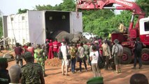 Ivory Coast elephants get new home as habitat shrinks