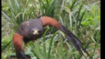 Walks With Hawks - Cheltenham Gloucestershire