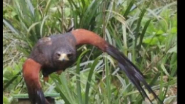 Walks With Hawks - Cheltenham Gloucestershire