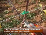 Bir yıllık bodur elma fidanlarının budanması 3.bölüm