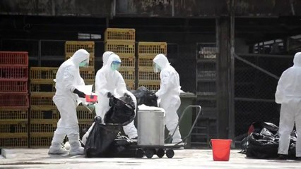 Hong Kong sacrifica 20 mil frangos