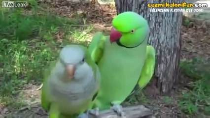 Partnerini Öpücüklere Boğan Papağan