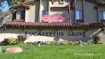 Eucalyptus Grove Apartments in Chula Vista, CA - ForRent.com