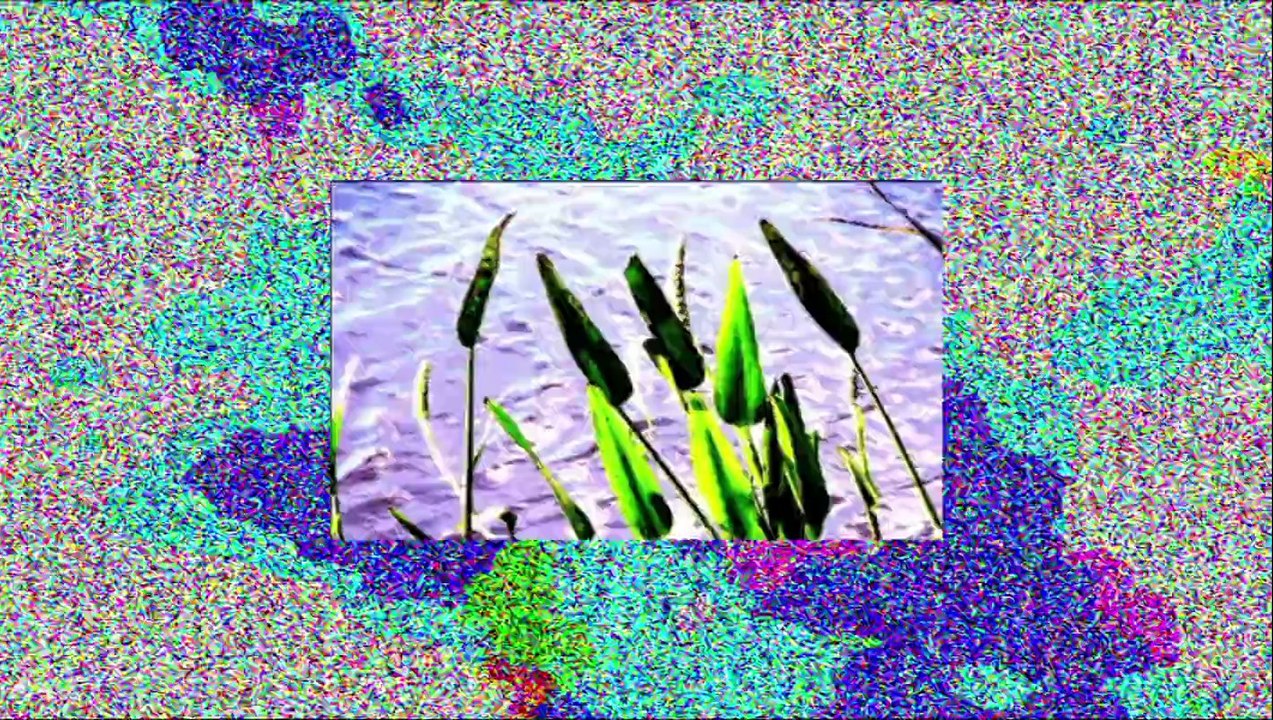 fleur 6