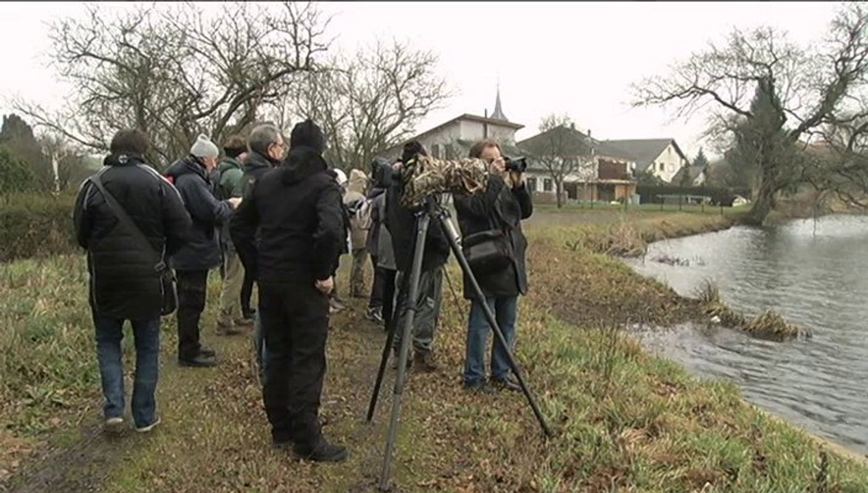 Vous avez dit Durable ? S02E34 - Observation des oiseaux hivernants sur le Domaine de Lindre