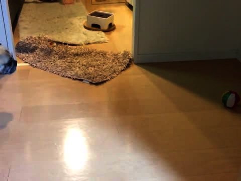 Dog Doesn't Trust Toy Ball!