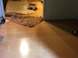 Dog Doesn't Trust Toy Ball!