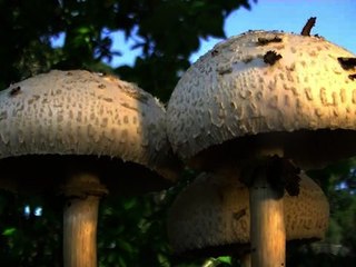 Amazing Mushroom Time Lapse
