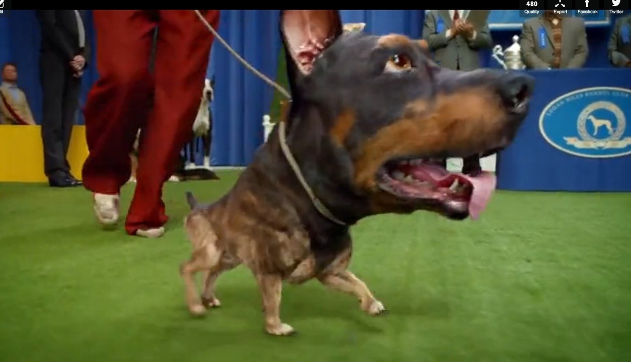 Audi Doberhuahua 2014 Super Bowl Ad - 2015 New A3 Car - 2014 Big Game Commercial