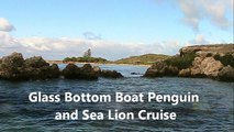 Tourist Delight, Penguin and Sea Lion Cruise, Glass Bottom Boat - Western Australia Holidays