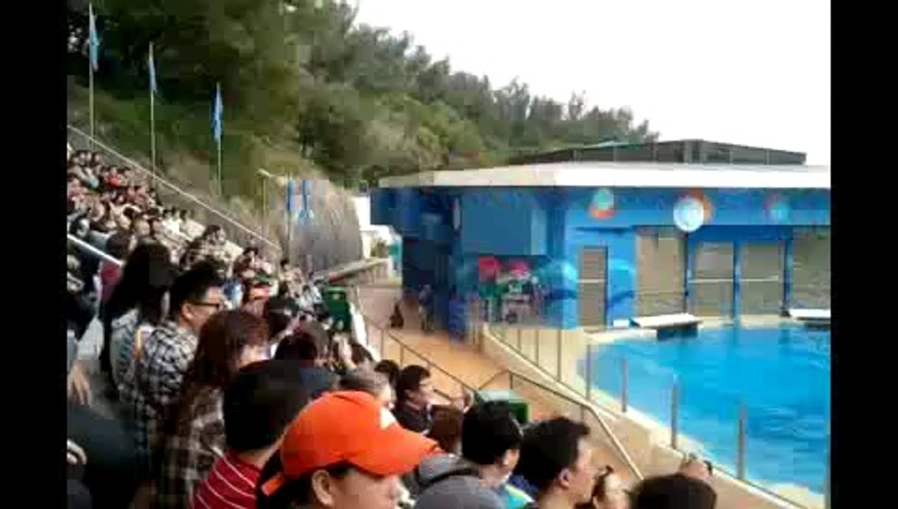 Dolphin and SeaLion Show
