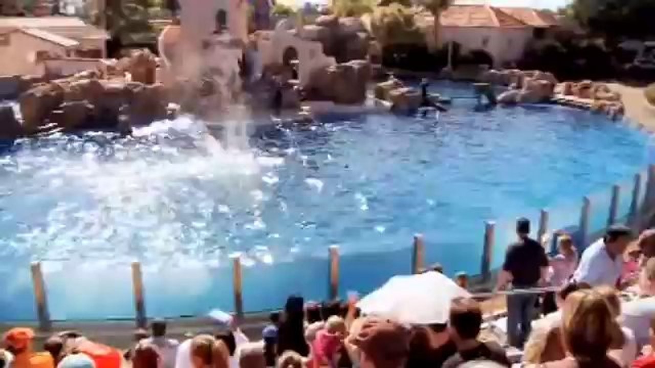 Dolphin Discovery - SeaWorld San Diego OFFICIAL