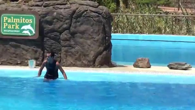 Dolphin show @ palmitos park