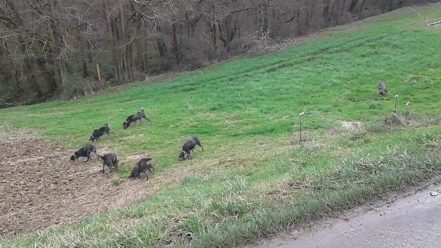 Griffons Bleus dans la voie du lièvre