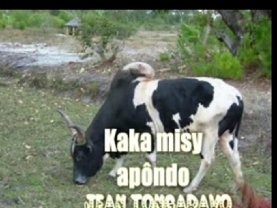 Kaka misy apôndo