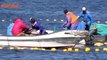 Marine Activists Report Scores of Dolphins Killed in Japan