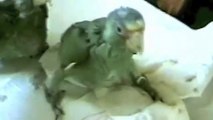 How to hand-feed Baby Amazon Parrots